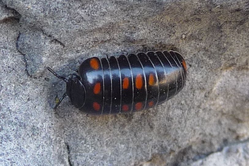 Glomeris pustulata,  Iseo (BS)