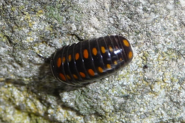 Glomeris pustulata,  Iseo (BS)