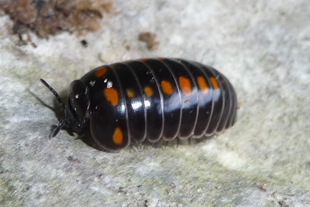 Glomeris pustulata,  Iseo (BS)