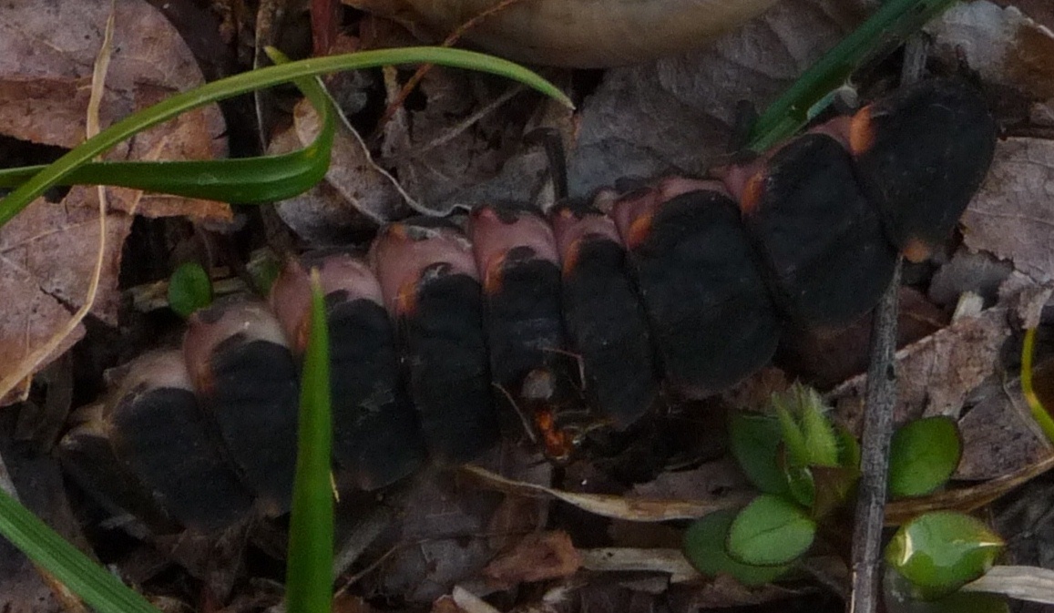 Larva di Lampyris noctiluca