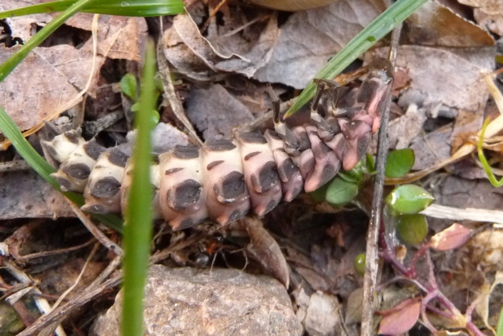 Larva di Lampyris noctiluca
