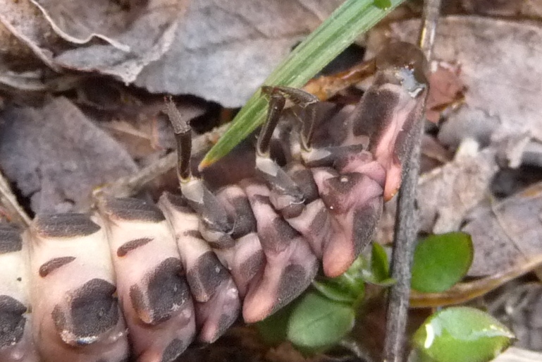 Larva di Lampyris noctiluca
