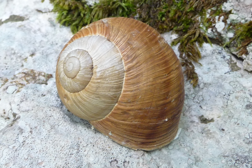 strana Helix ligata s.l. del Matese