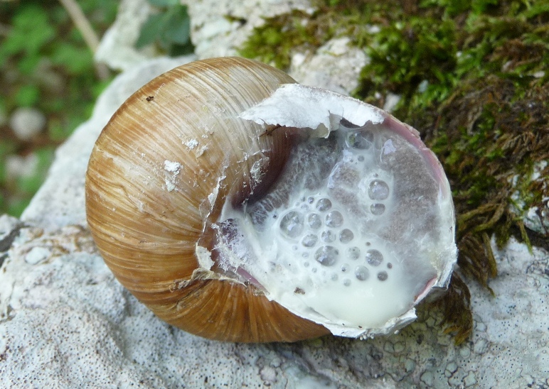 strana Helix ligata s.l. del Matese