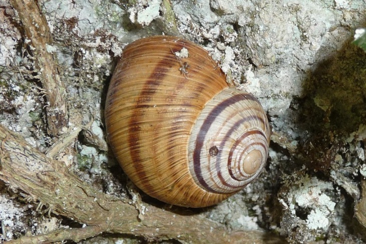 strana Helix ligata s.l. del Matese