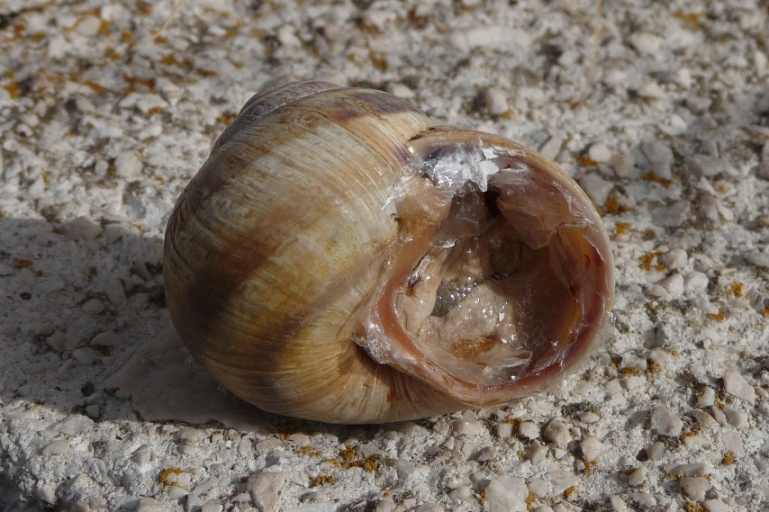 strana Helix ligata s.l. del Matese