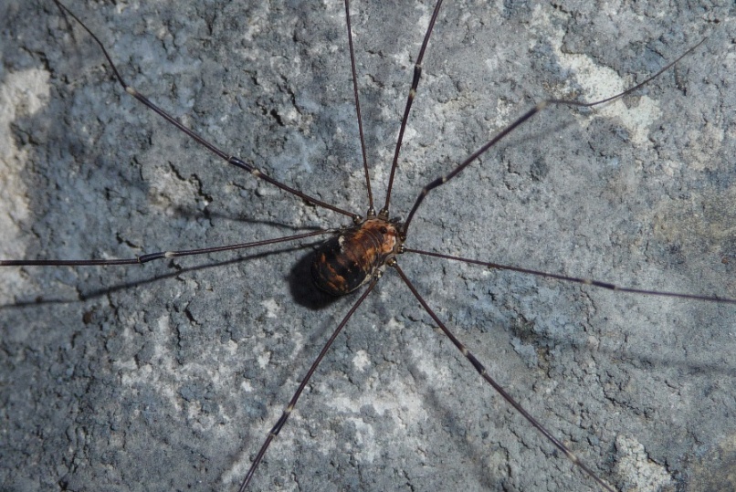 Leiobunum limbatum   (dal Bresciano)