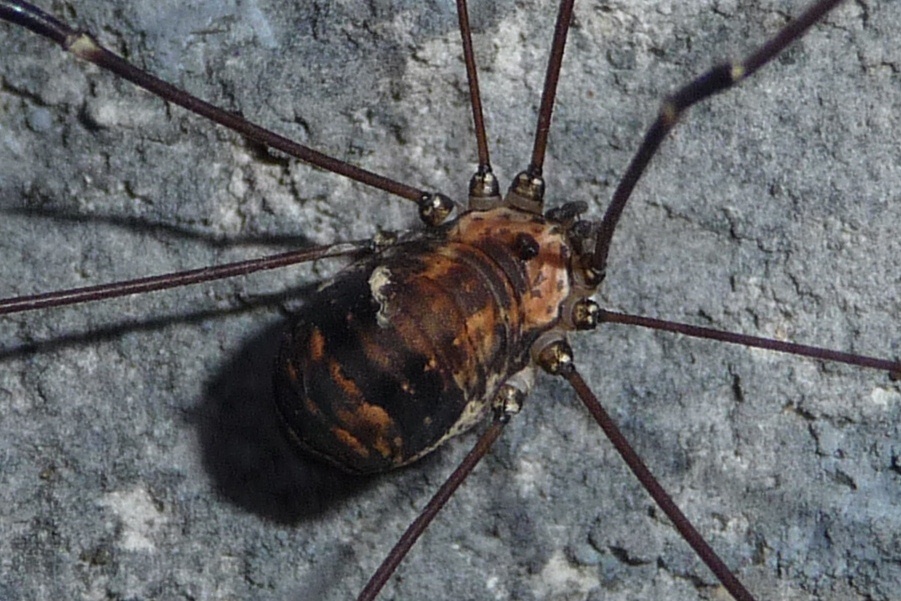 Leiobunum limbatum   (dal Bresciano)