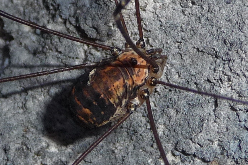 Leiobunum limbatum   (dal Bresciano)