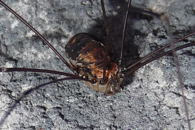 Leiobunum limbatum   (dal Bresciano)