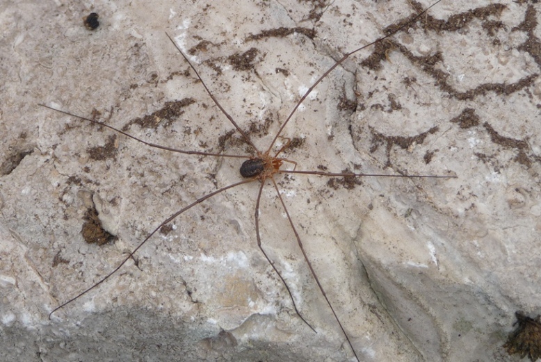 Opilione del Matese.4:  Phalangium opilio, maschio