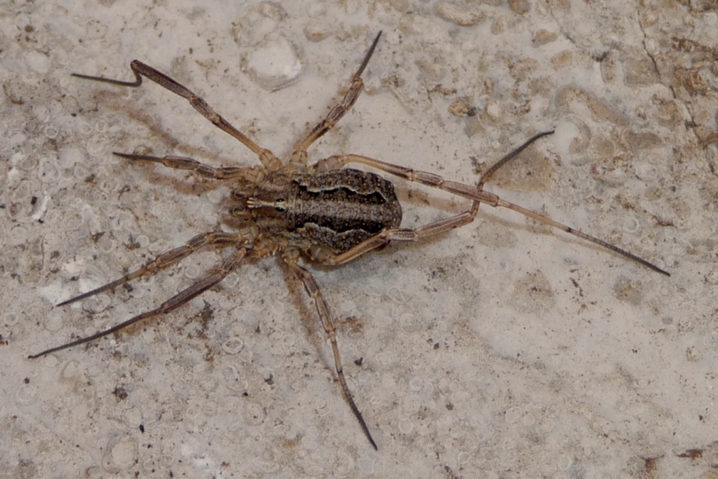 Opilione del Matese.3:   Odiellus spinosus? No, Odiellus  troguloides
