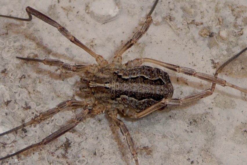 Opilione del Matese.3:   Odiellus spinosus? No, Odiellus  troguloides