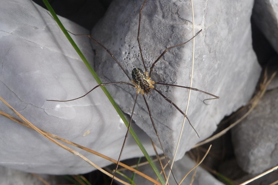 Mitopus morio e Opilio saxatilis (Phalangiidae)