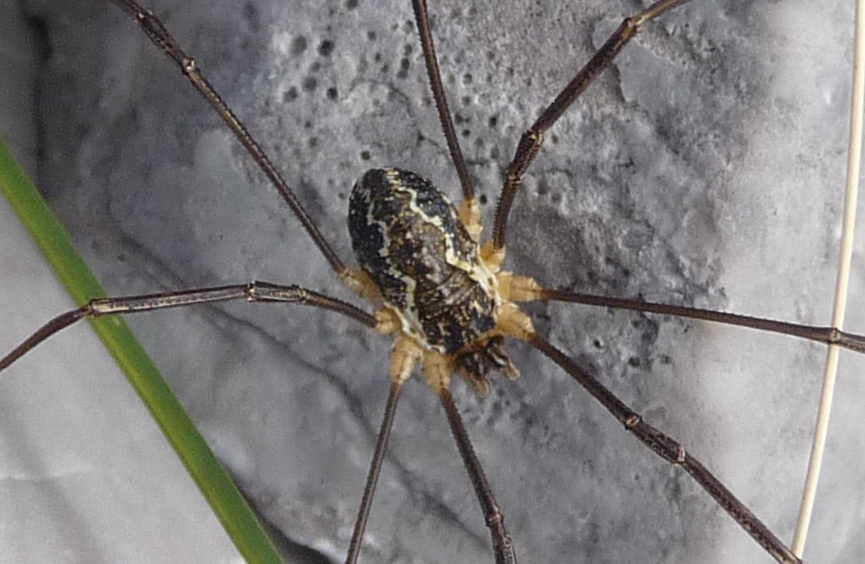 Mitopus morio e Opilio saxatilis (Phalangiidae)