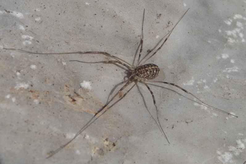 Mitopus morio e Opilio saxatilis (Phalangiidae)