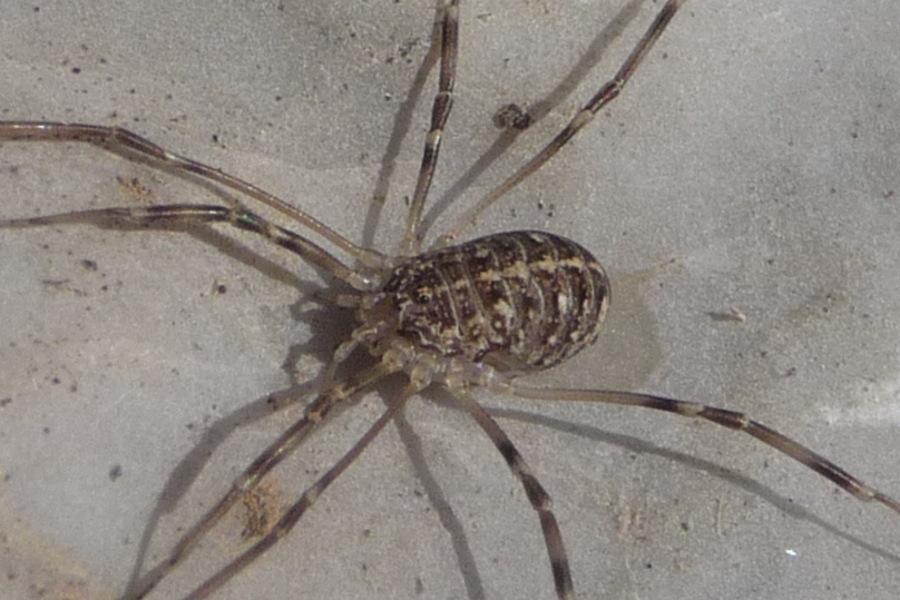 Mitopus morio e Opilio saxatilis (Phalangiidae)