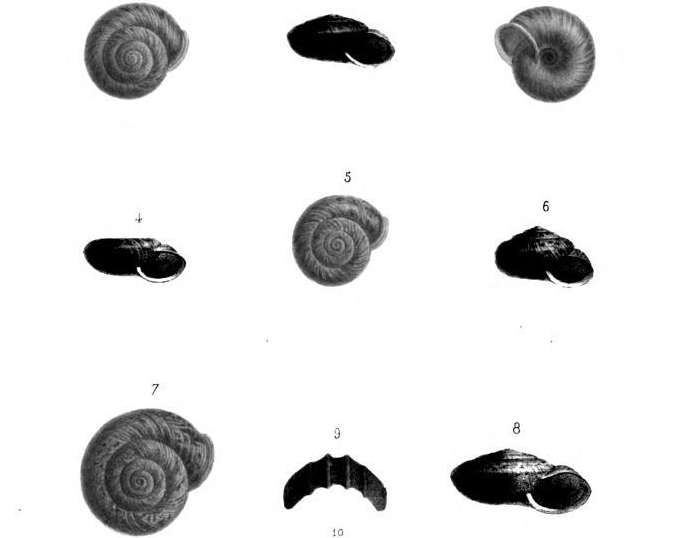 Chilostoma fontenilli, Michaud, 1829