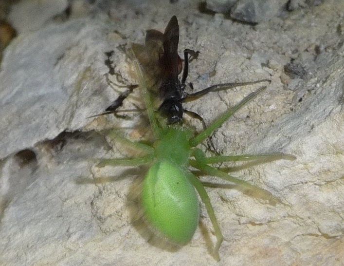 Cryptocheilus cf. notatus con preda (cf. Micrommata sp.)