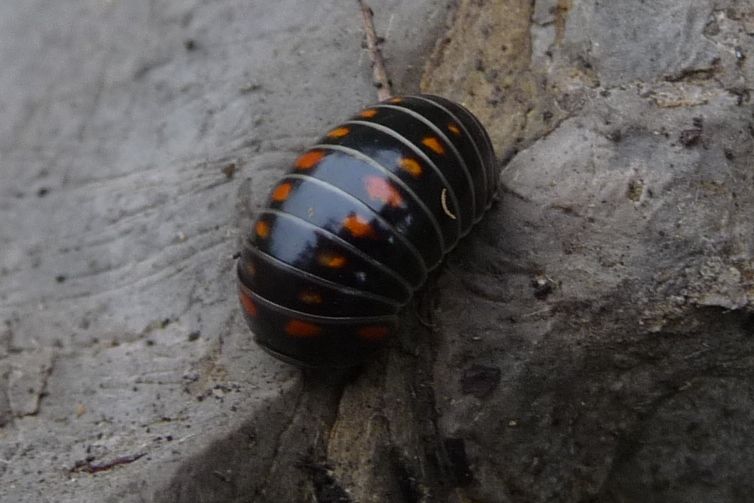 Glomeris pustulata,  Iseo (BS)