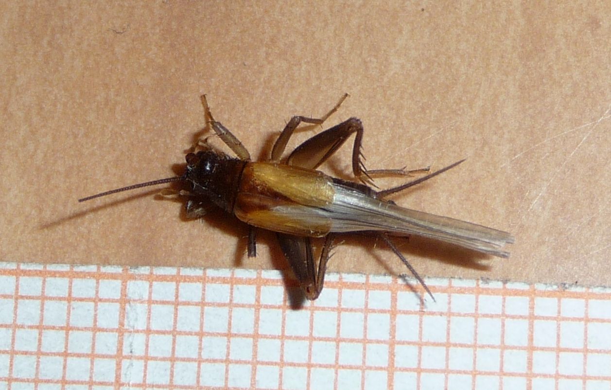 Stenonemobius gracilis ...