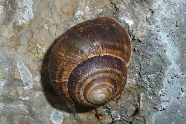 Helix straminea, Briganti 1825