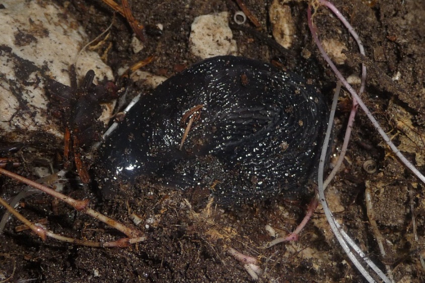 Limax cinereoniger del M. Grappa