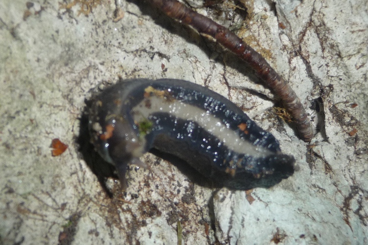 Limax cinereoniger del M. Grappa