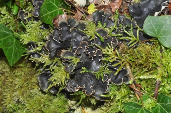 Peltigera?