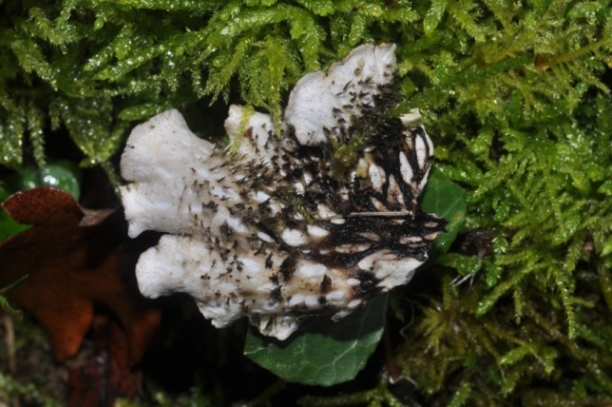 Peltigera?