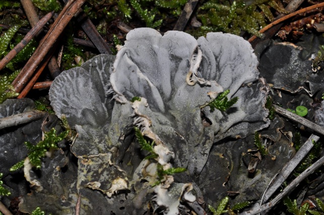 altra Peltigera?