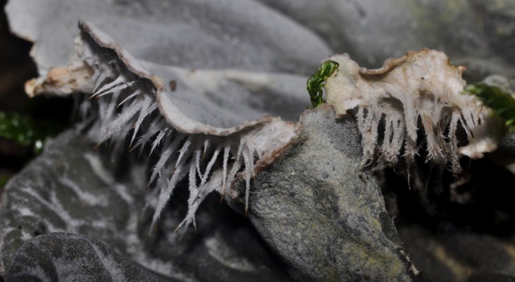 altra Peltigera?