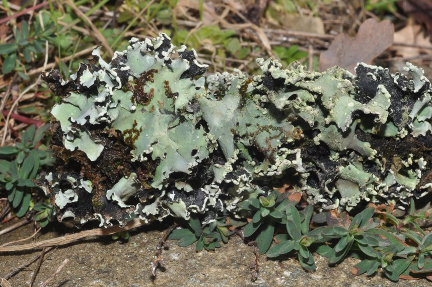 lichene da id (13)