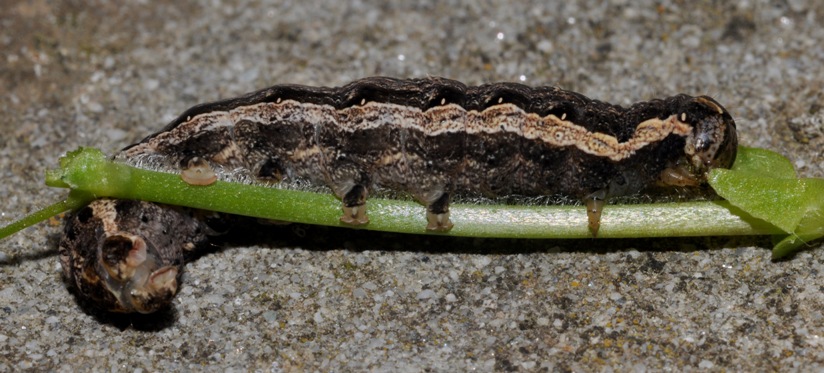 Noctuidae: bruco di Noctua comes