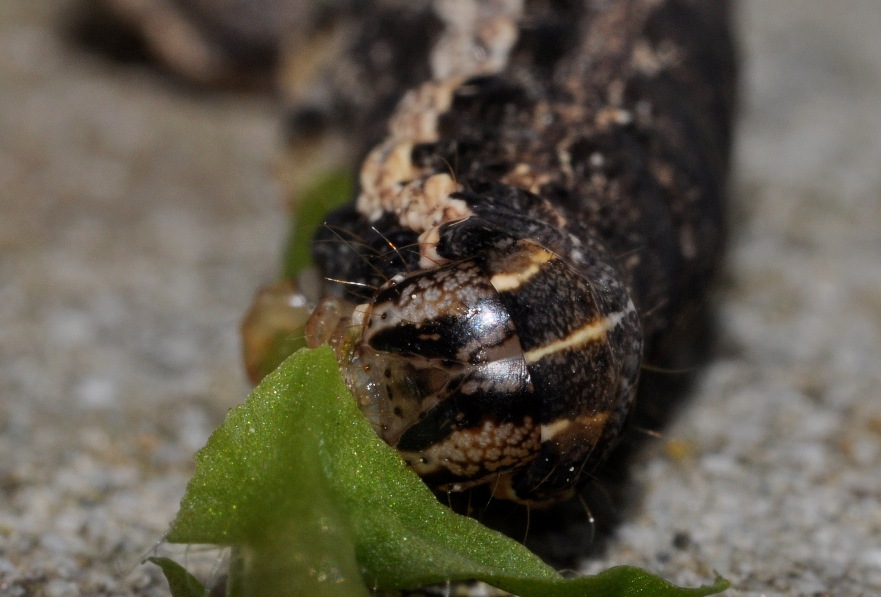 Noctuidae: bruco di Noctua comes