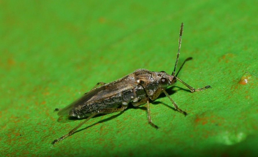 Lygaeidae: Nysius cf. graminicola di Lombardia (MI)