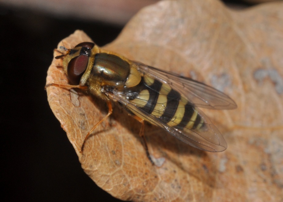 Syrphidae da id