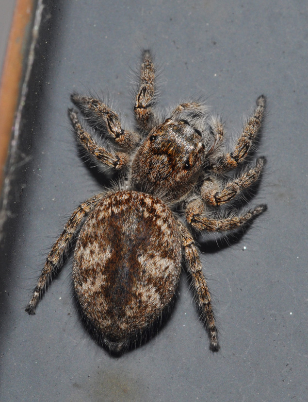 Philaeus chrysops