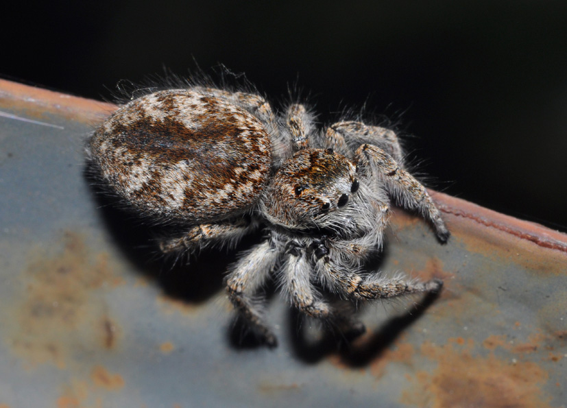 Philaeus chrysops