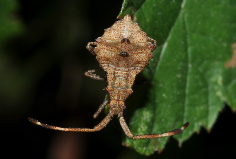 Ninfa di Coreus marginatus? S