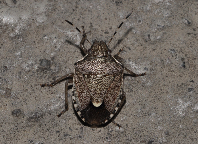 Pentatomidae: Holcostethus sphacelatus e H.albipes