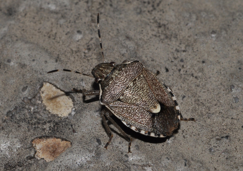 Pentatomidae: Holcostethus sphacelatus e H.albipes