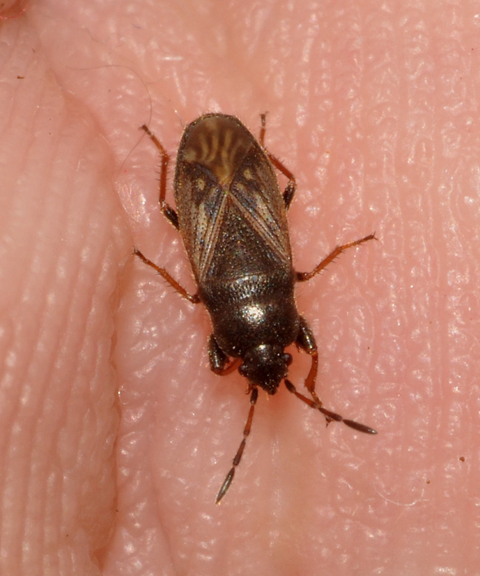 Lygaeidae: aiuto id