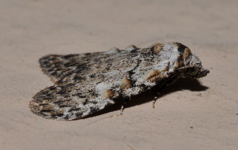 Noctuidae?