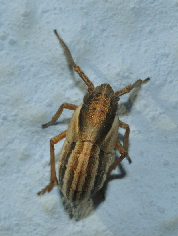Caliscelidae...+ auguri a tutti!