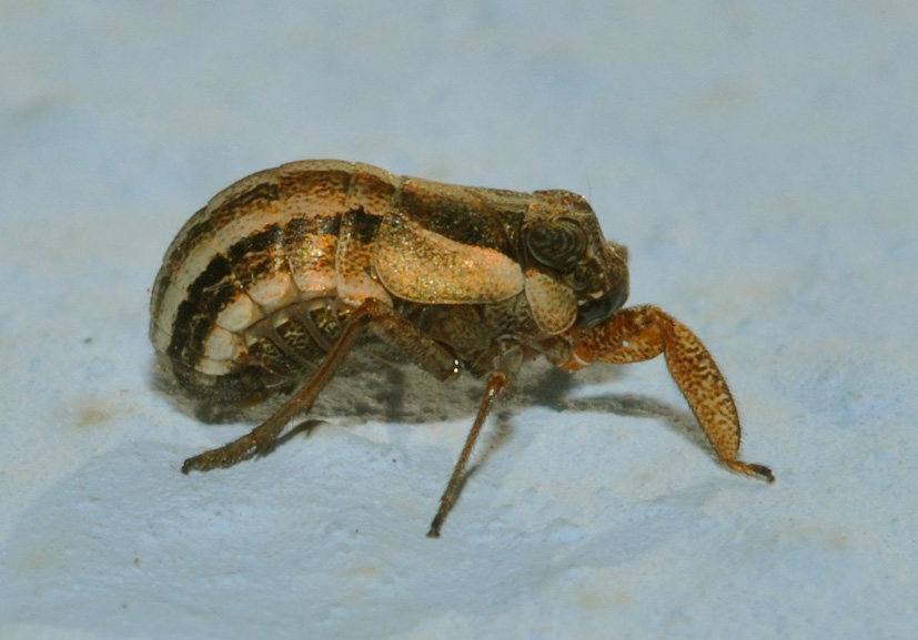 Caliscelidae...+ auguri a tutti!