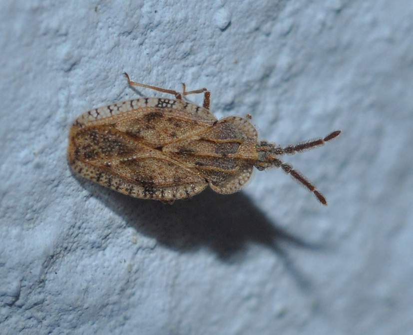 Tingidae: Tingis crispata