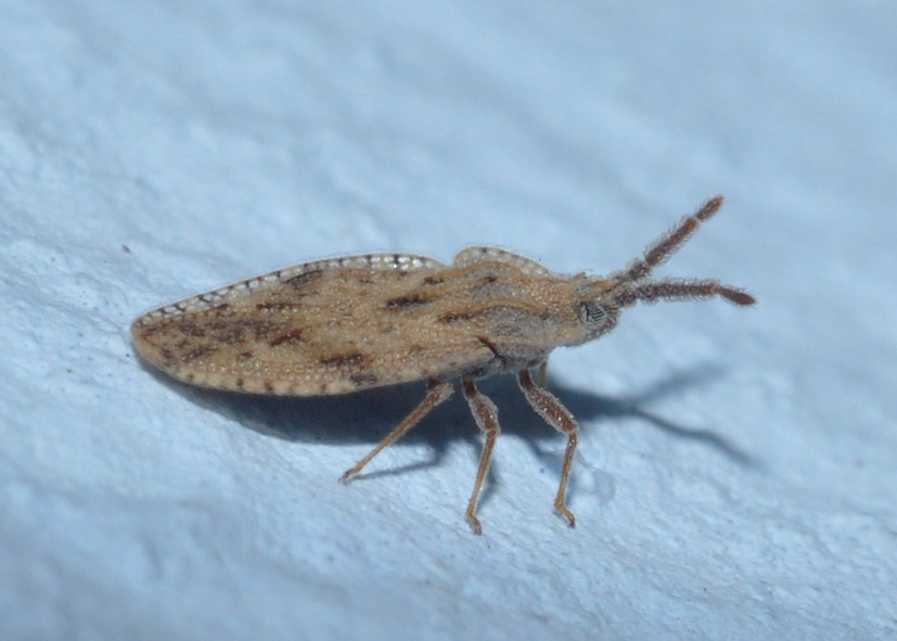 Tingidae: Tingis crispata