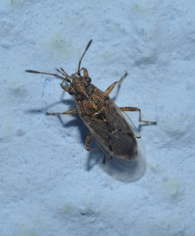 Lygaeidae: Nysius cf. graminicola di Lombardia (MI)