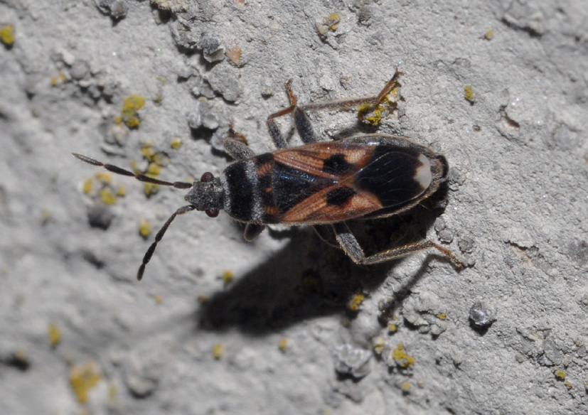 Lygaeidae: Pezocoris apicimacula della Toscana (AR)